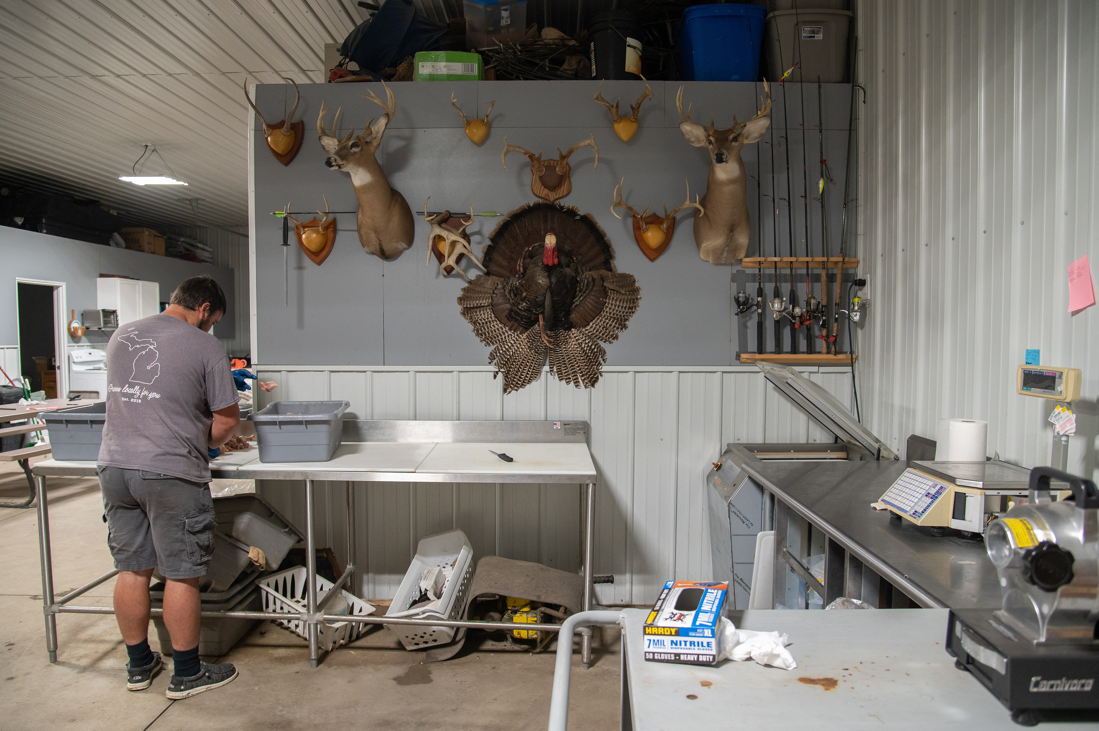 Tyler Shepherd tosses chicken into a tub in his barn, 1673 Pruess Road, Hemlock, Michigan, Friday, September 22, 2023. Above the table hangs Shepherd’s hunting mounts, a hobby he enjoys during his off season. From November to early January or February, he takes a break before the next market season but still plants vegetables in hoophouses during the winter.