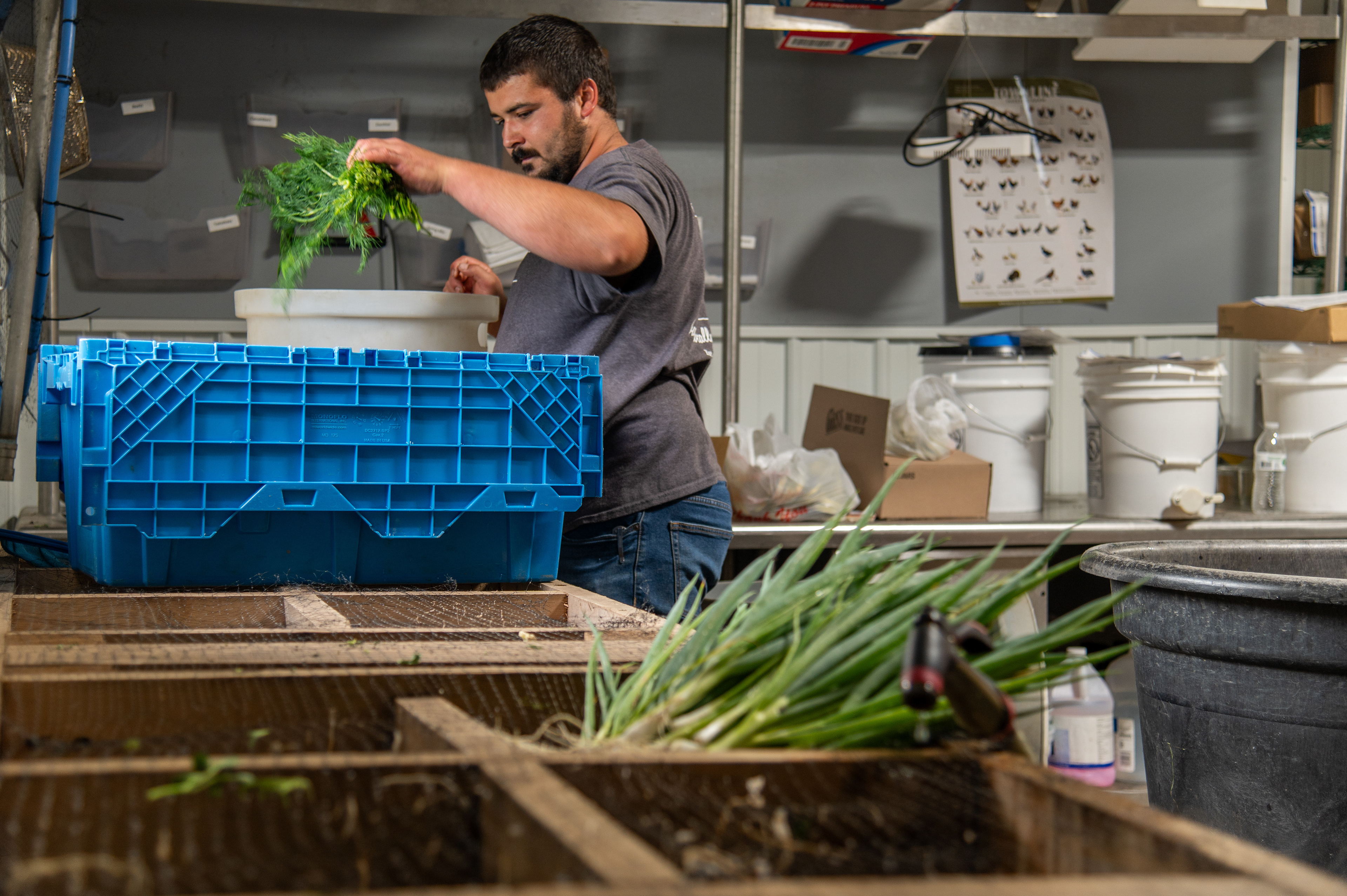 Tyler Shepherd sorts through totes containing the morning’s harvested produce in his barn, 1673 Pruess Road, Hemlock, Michigan, Sunday, September 17, 2023. Depending on the time of year, Shepherd sells spring mix, tomatoes, onions, squash, microgreens, carrots, rutabagas, kale, cucumbers, zucchini, herbs, beets, eggs, chicken, and turkey. Everything is recorded in extensive paperwork, Shepherd said.