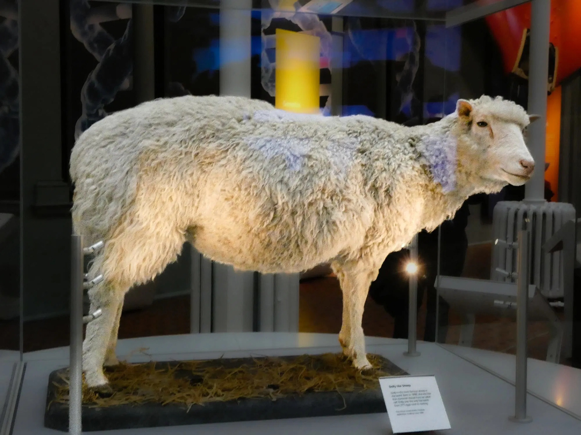 Dolly the Sheep