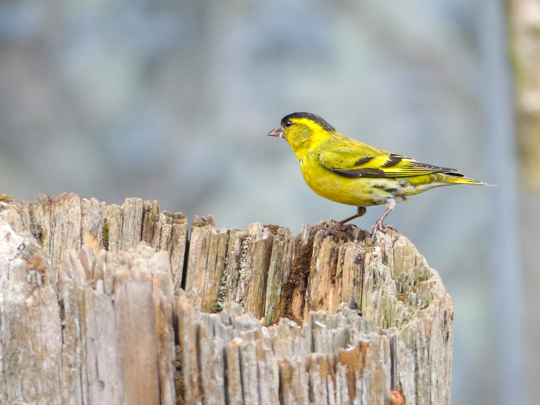 Siskin