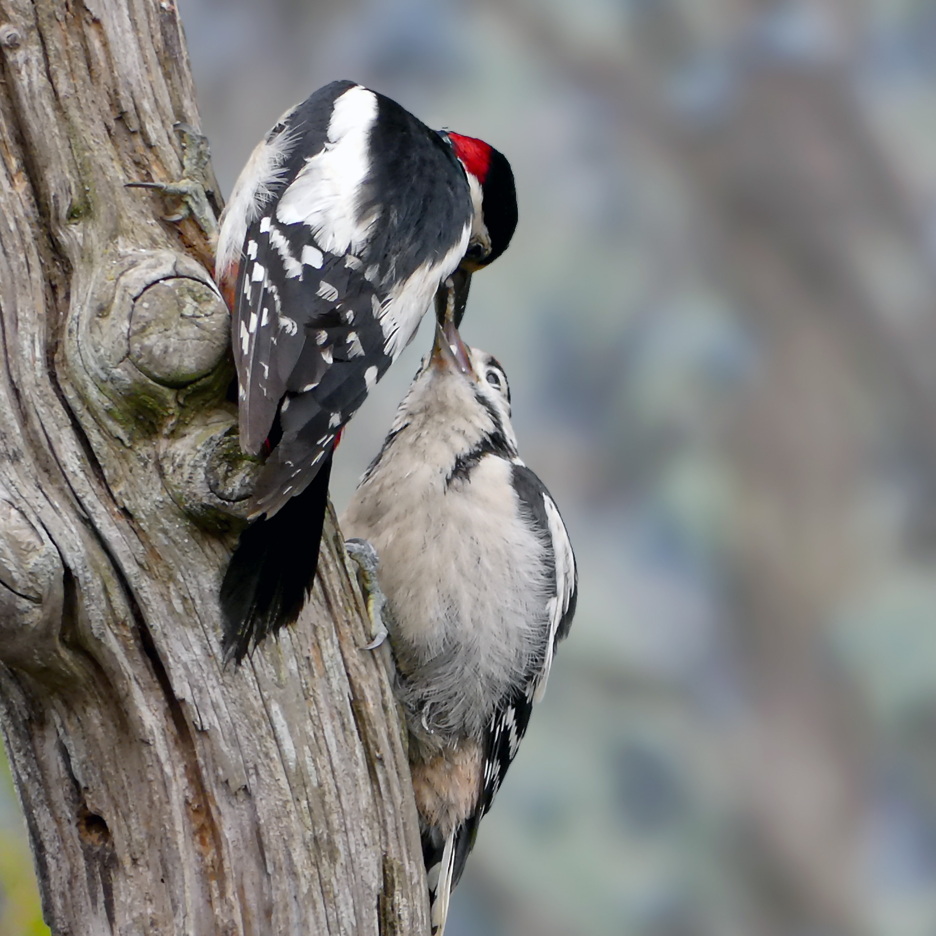 Woodpecker feeding chick