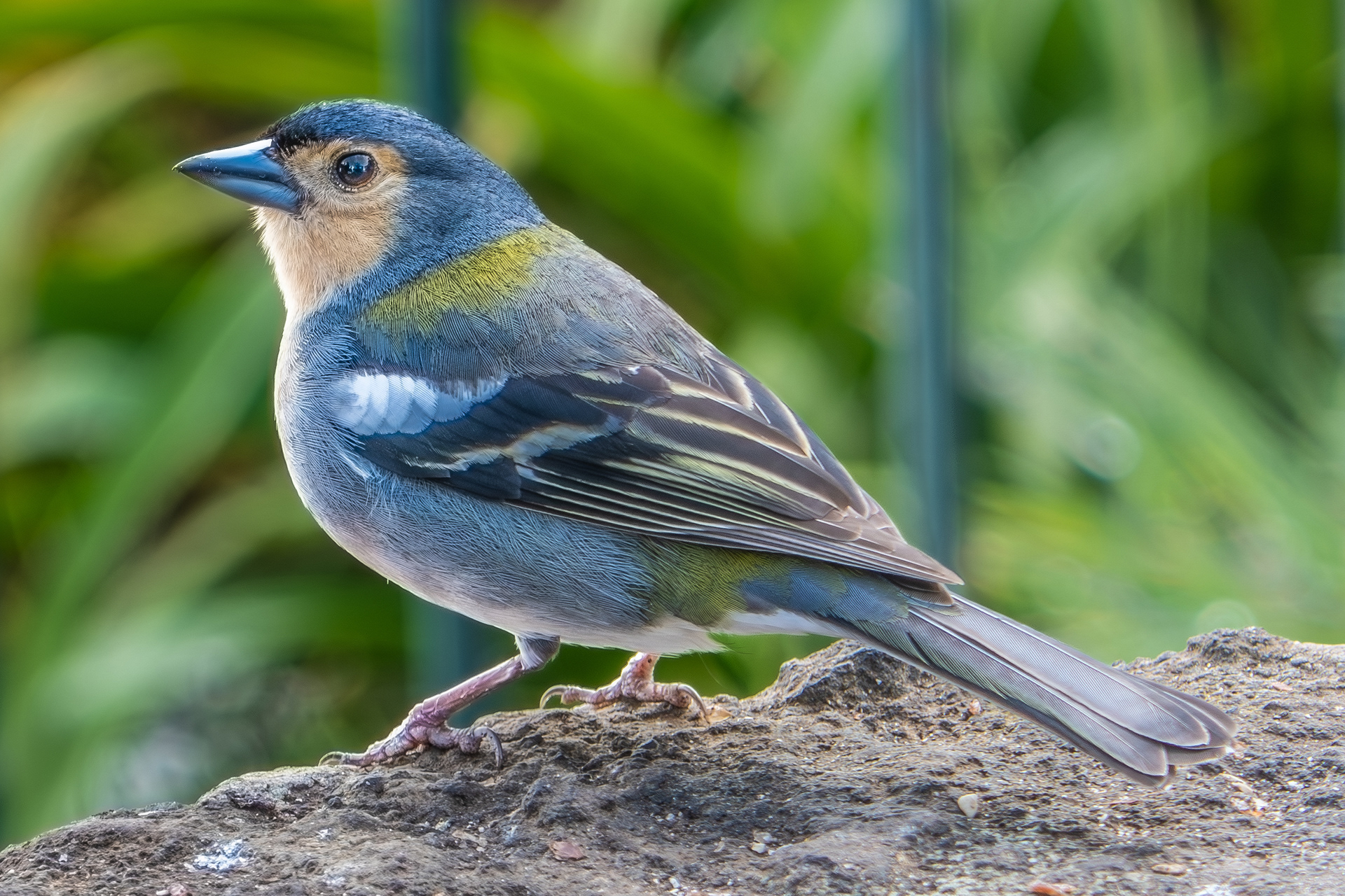 Madeiran Chaffinch