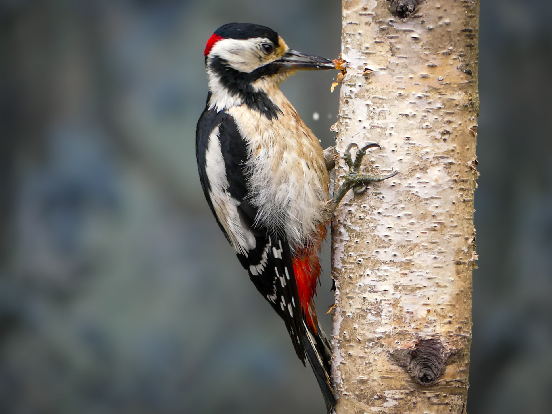 Great Spotted Woodpecker