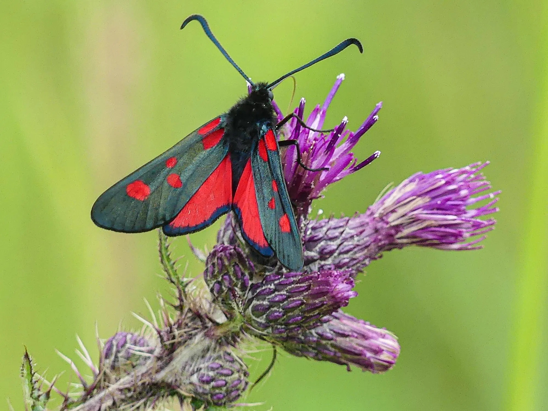 Cinnabar Moth