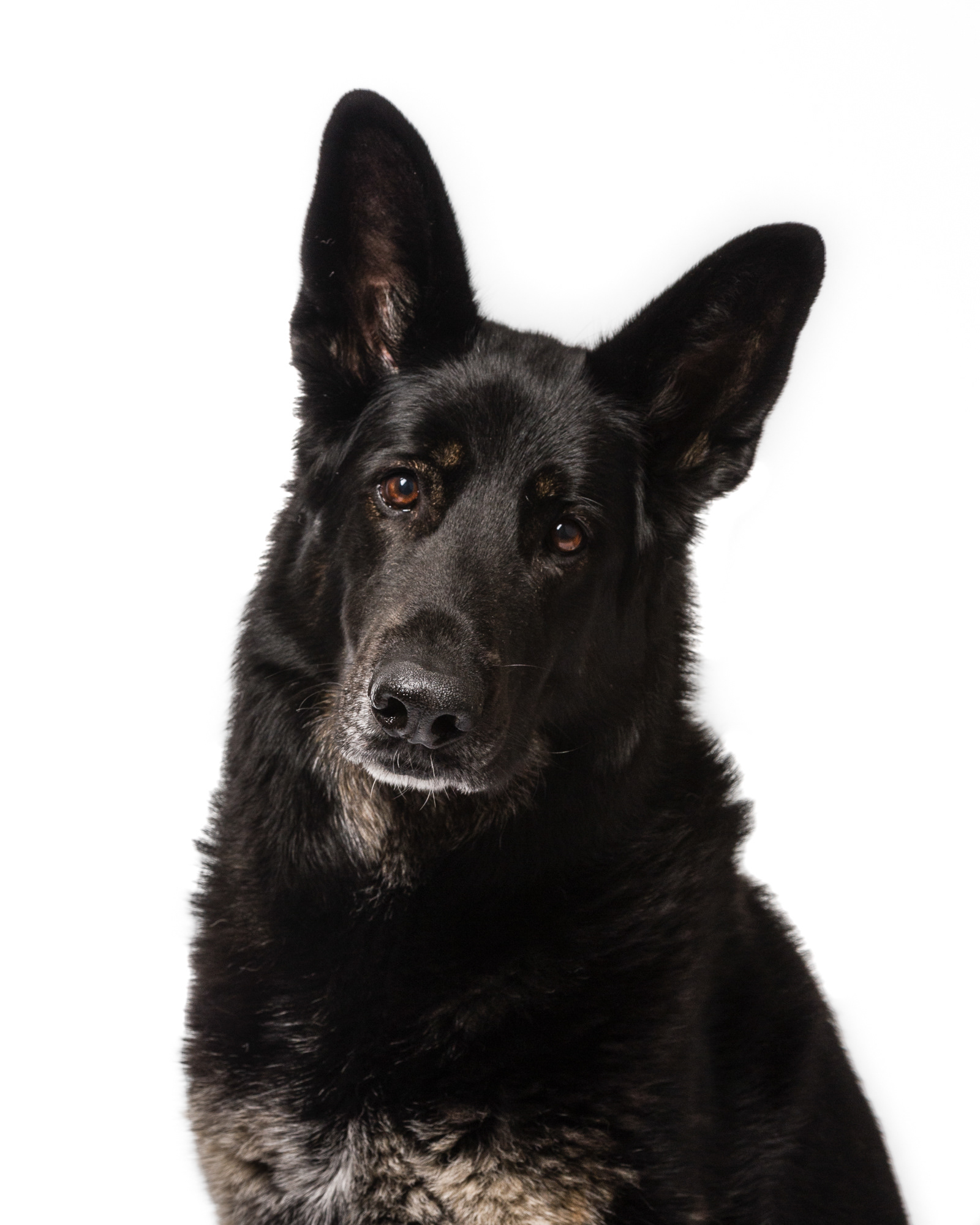 Black GSD Pet Portrait 