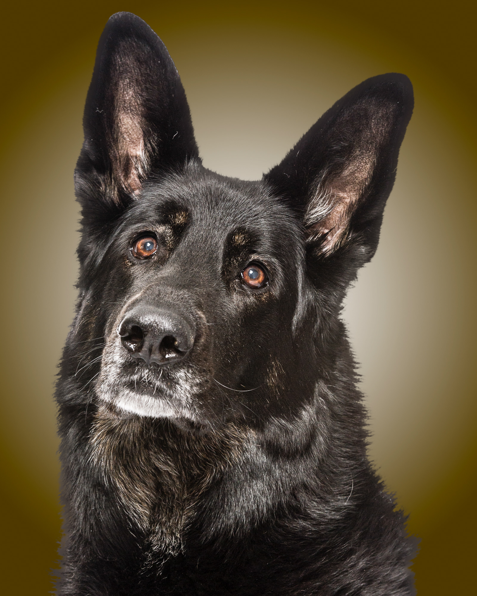 Working Dogs ( Retired Police) GSD Portrait 