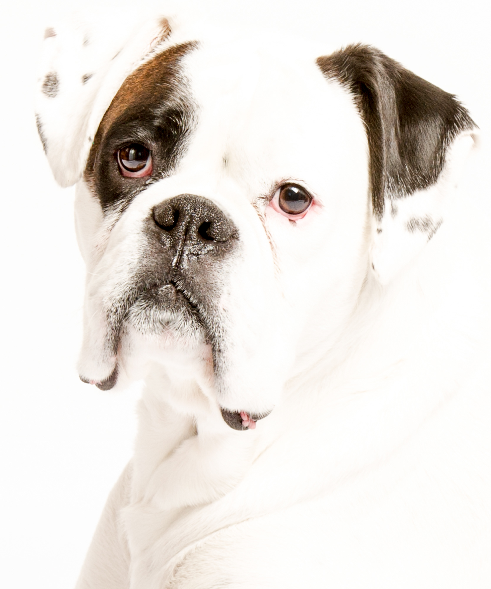 Dog picture portrait 