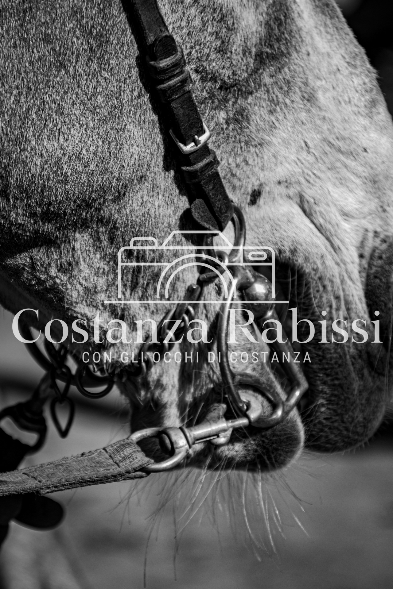 Meeting on the hills - 203