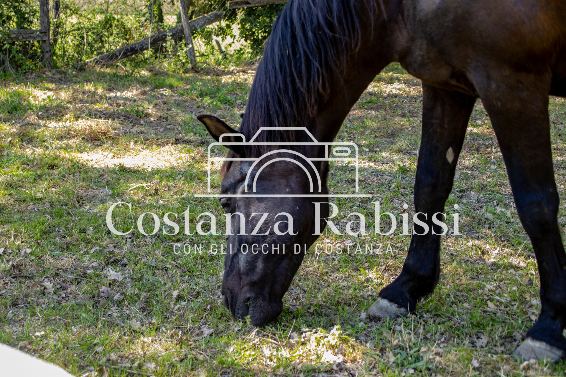 Meeting on the hills - 8