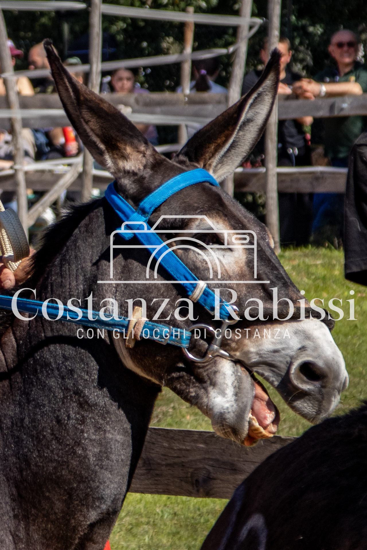 Meeting on the hills - 171