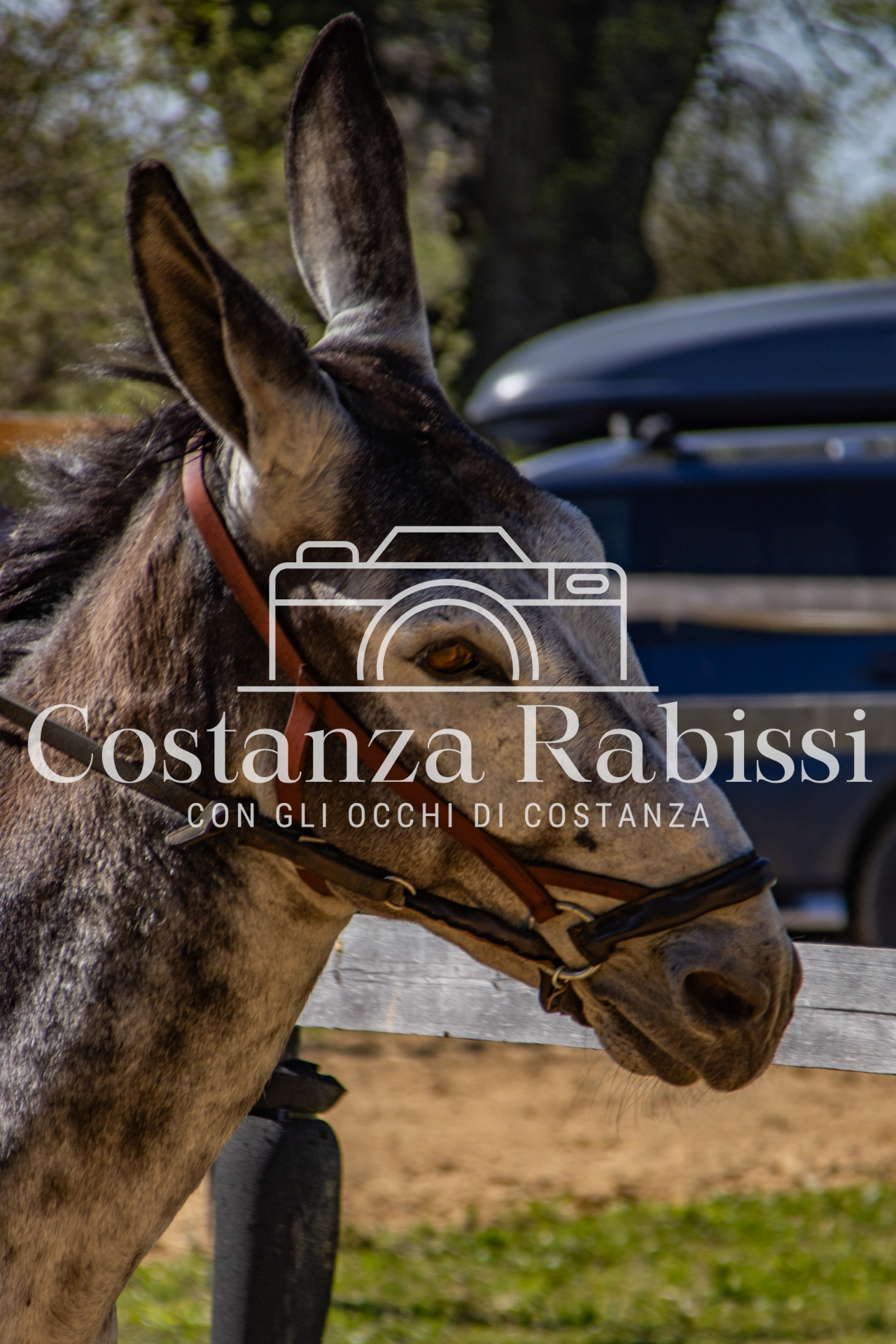 Meeting on the hills - 154