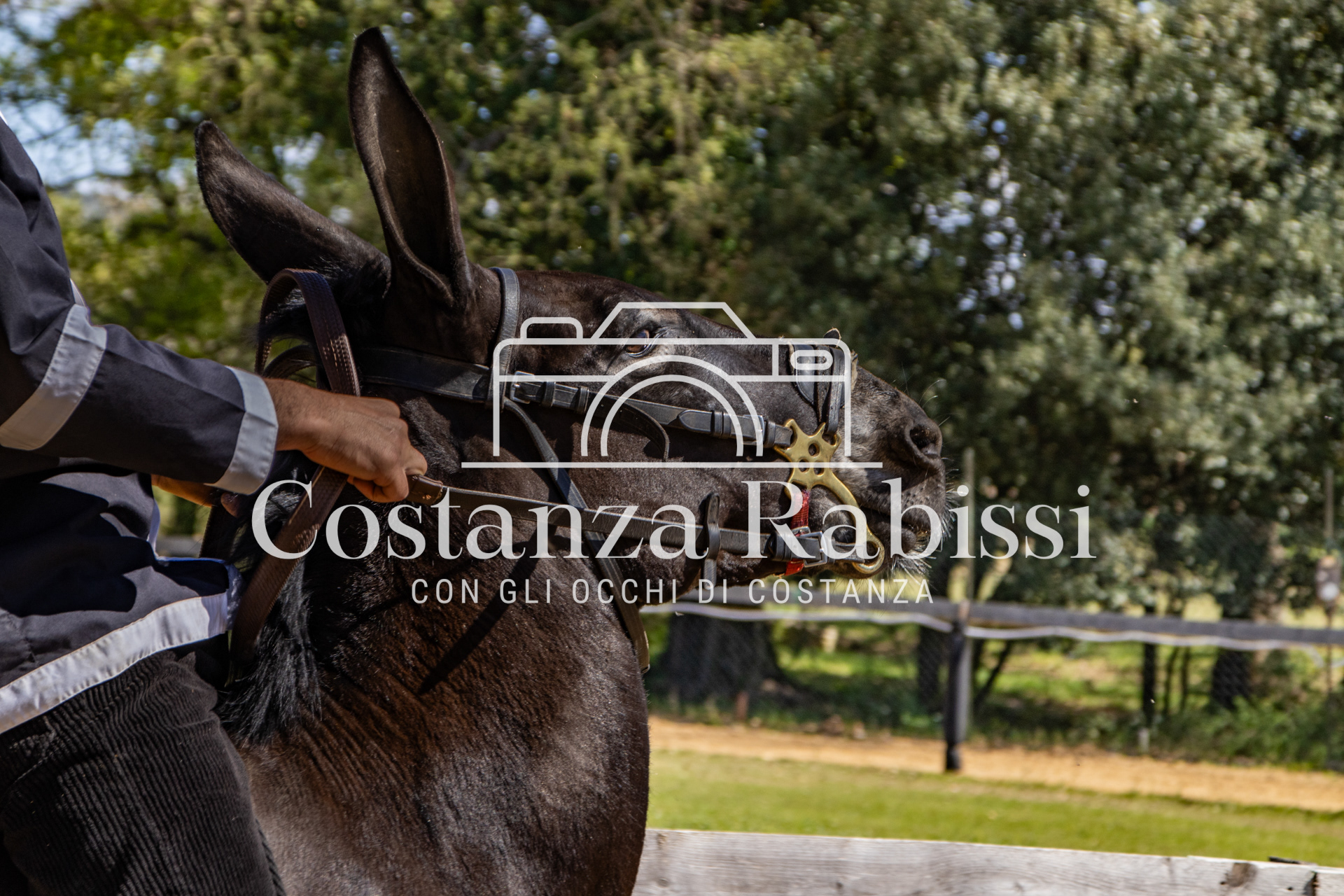 Meeting on the hills - 97