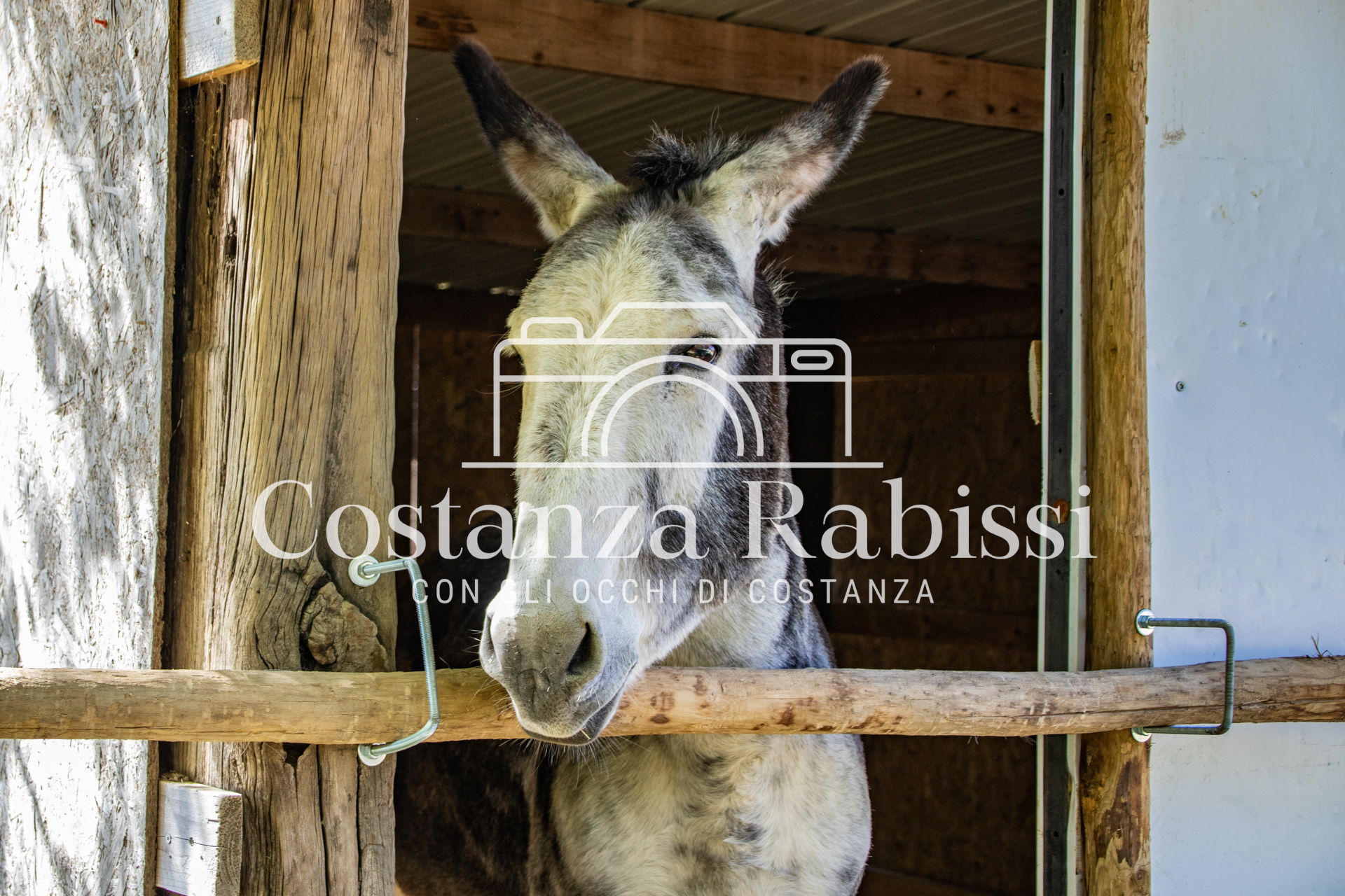 Meeting on the hills - 4