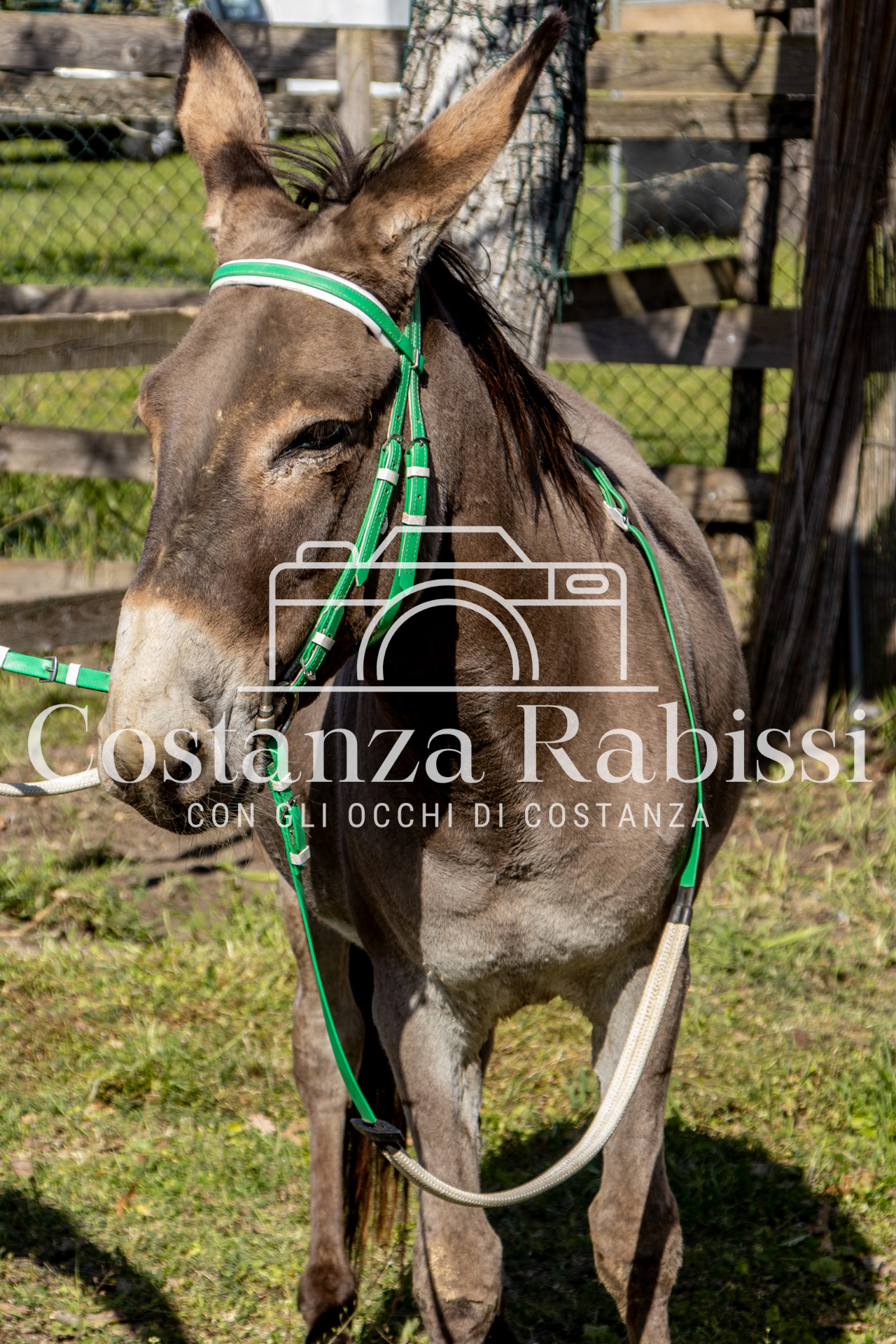 Meeting on the hills - 200