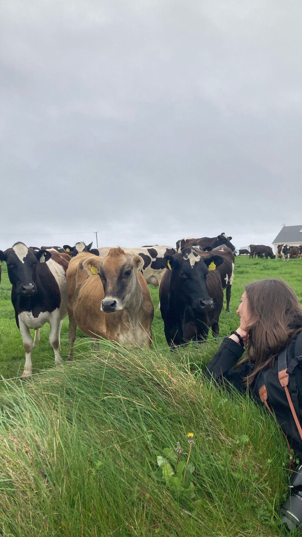 Le mia amiche mucche