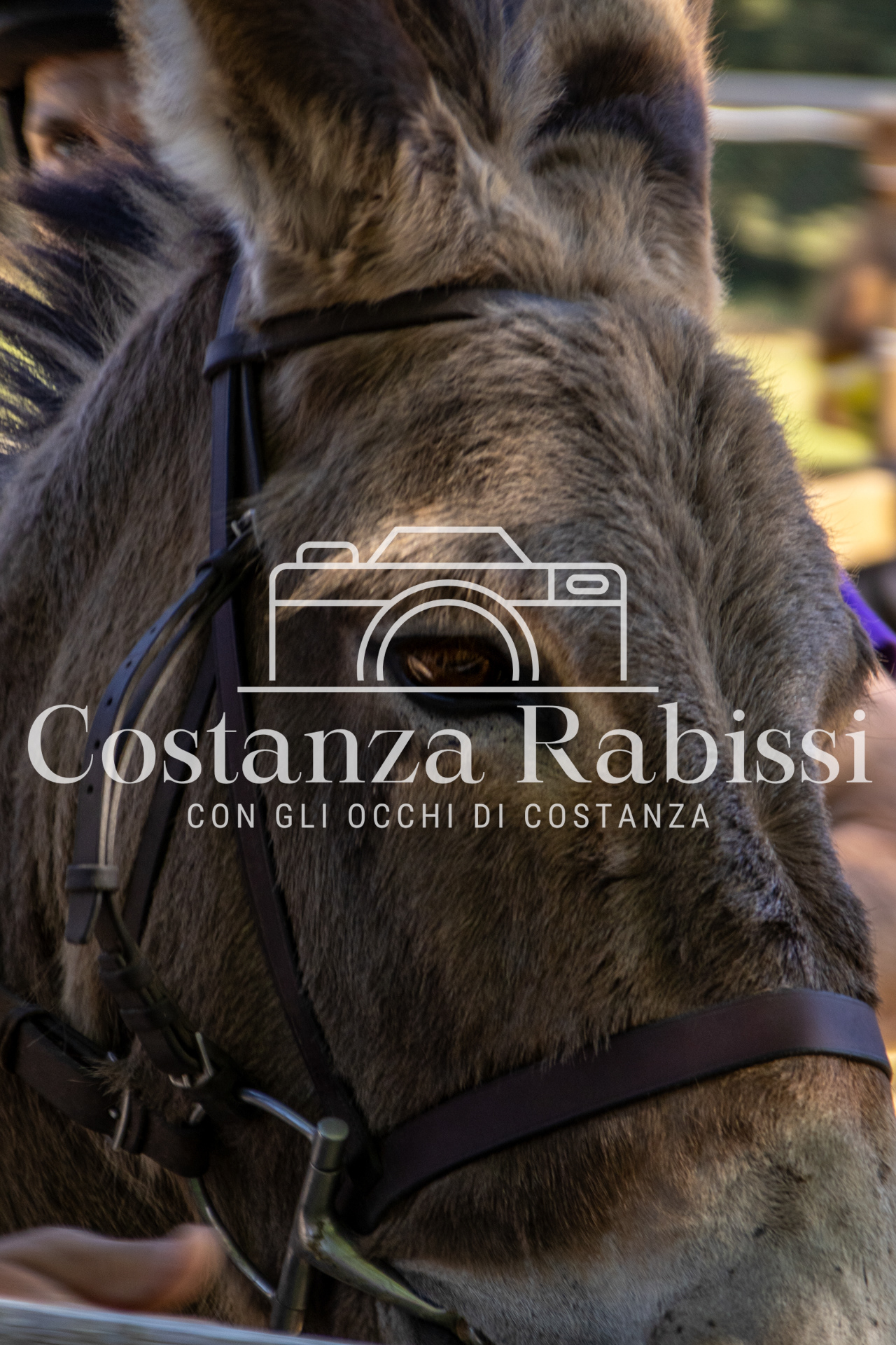 Meeting on the hills - 184