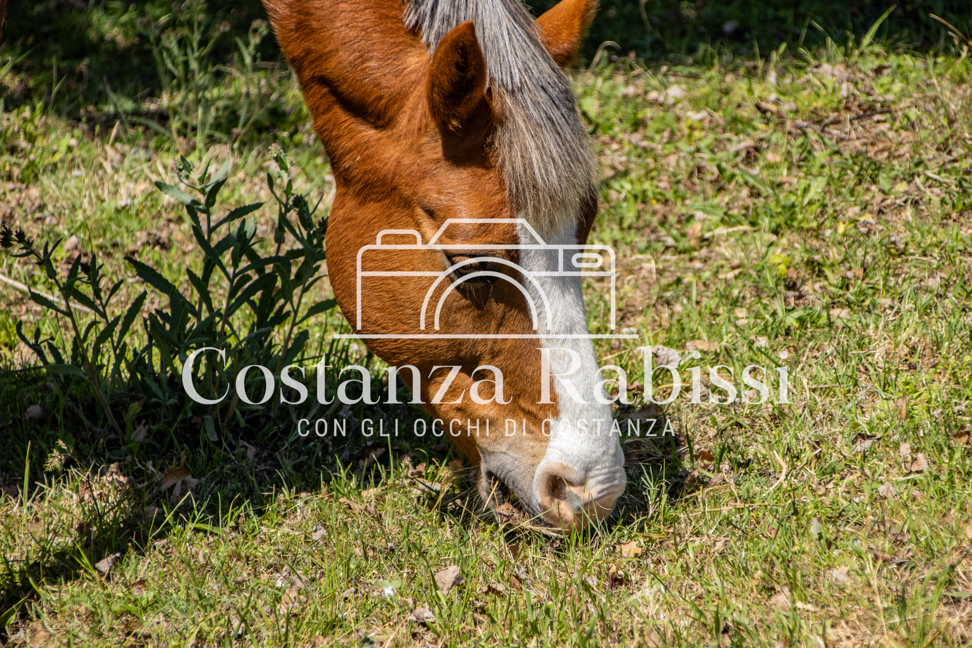 Meeting on the hills - 7