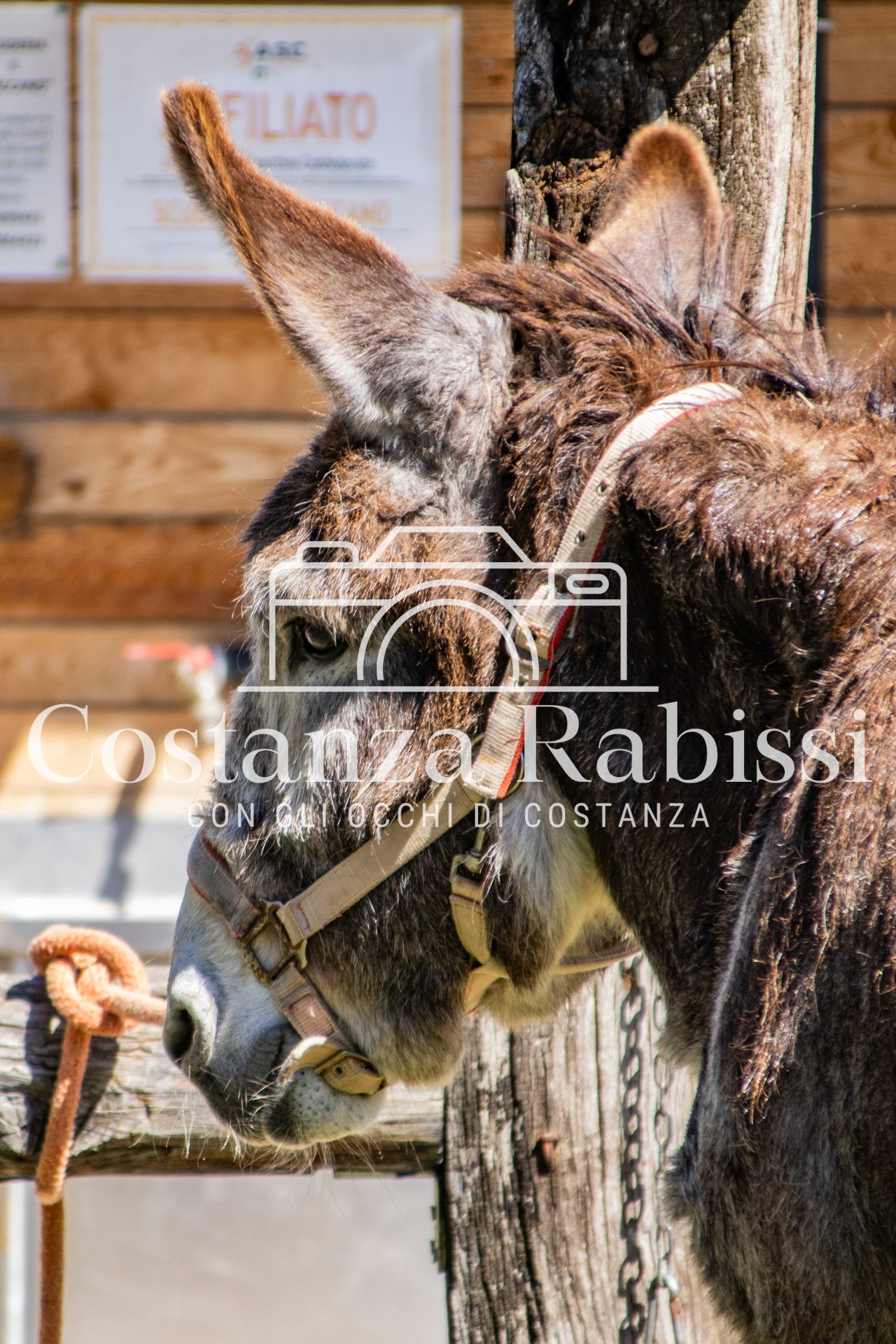 Meeting on the hills - 24