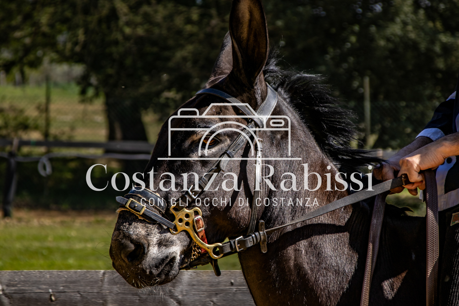 Meeting on the hills - 116