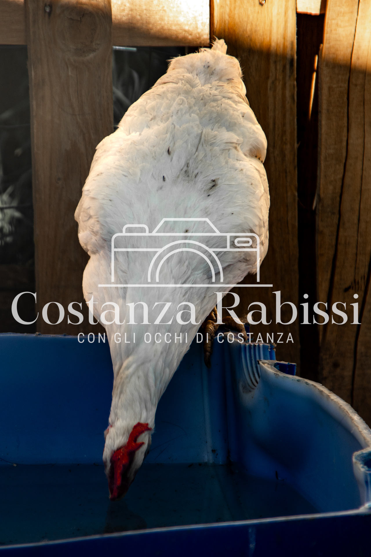 Meeting on the hills - 214