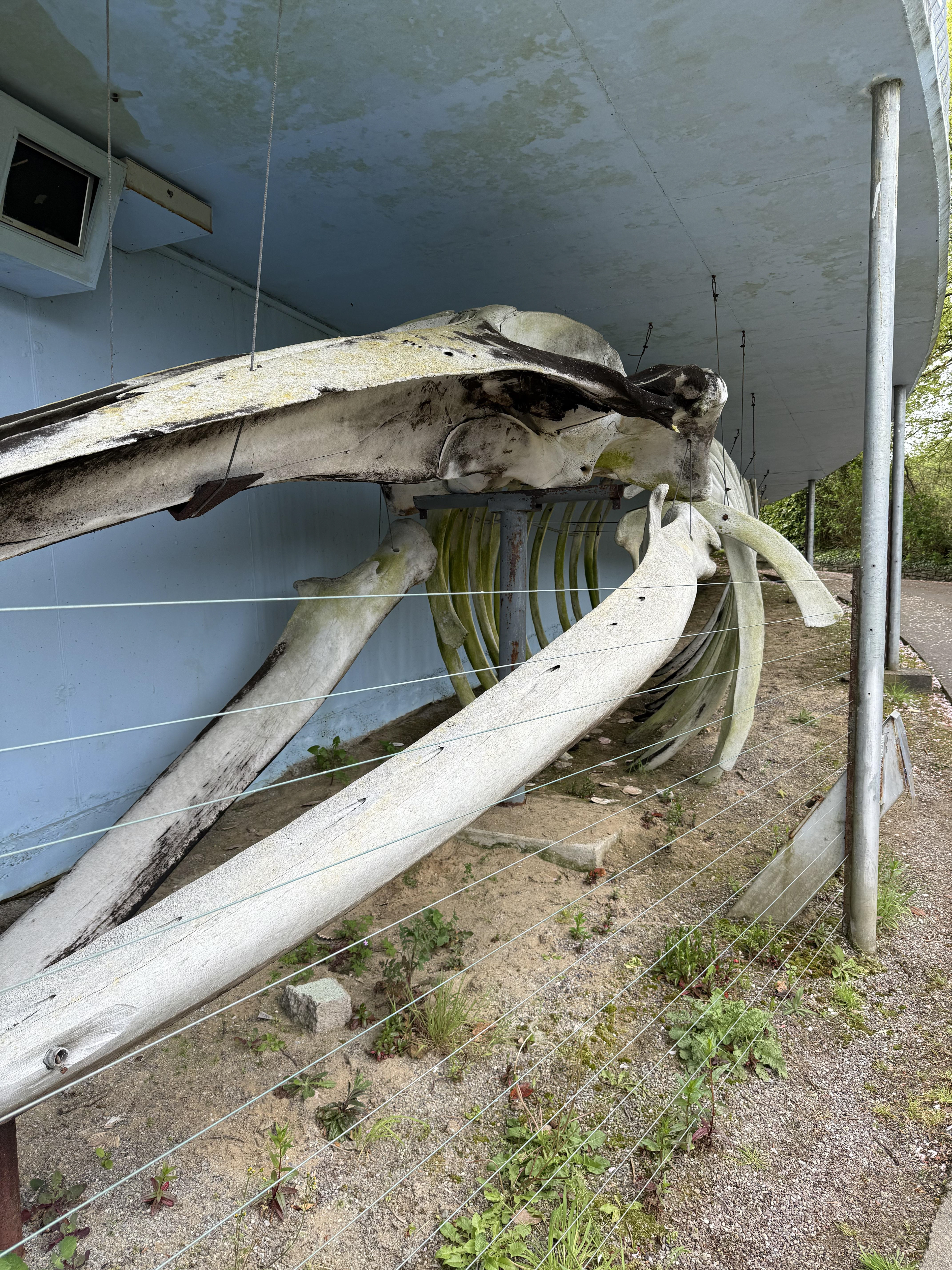 The Kilbrittain Whale