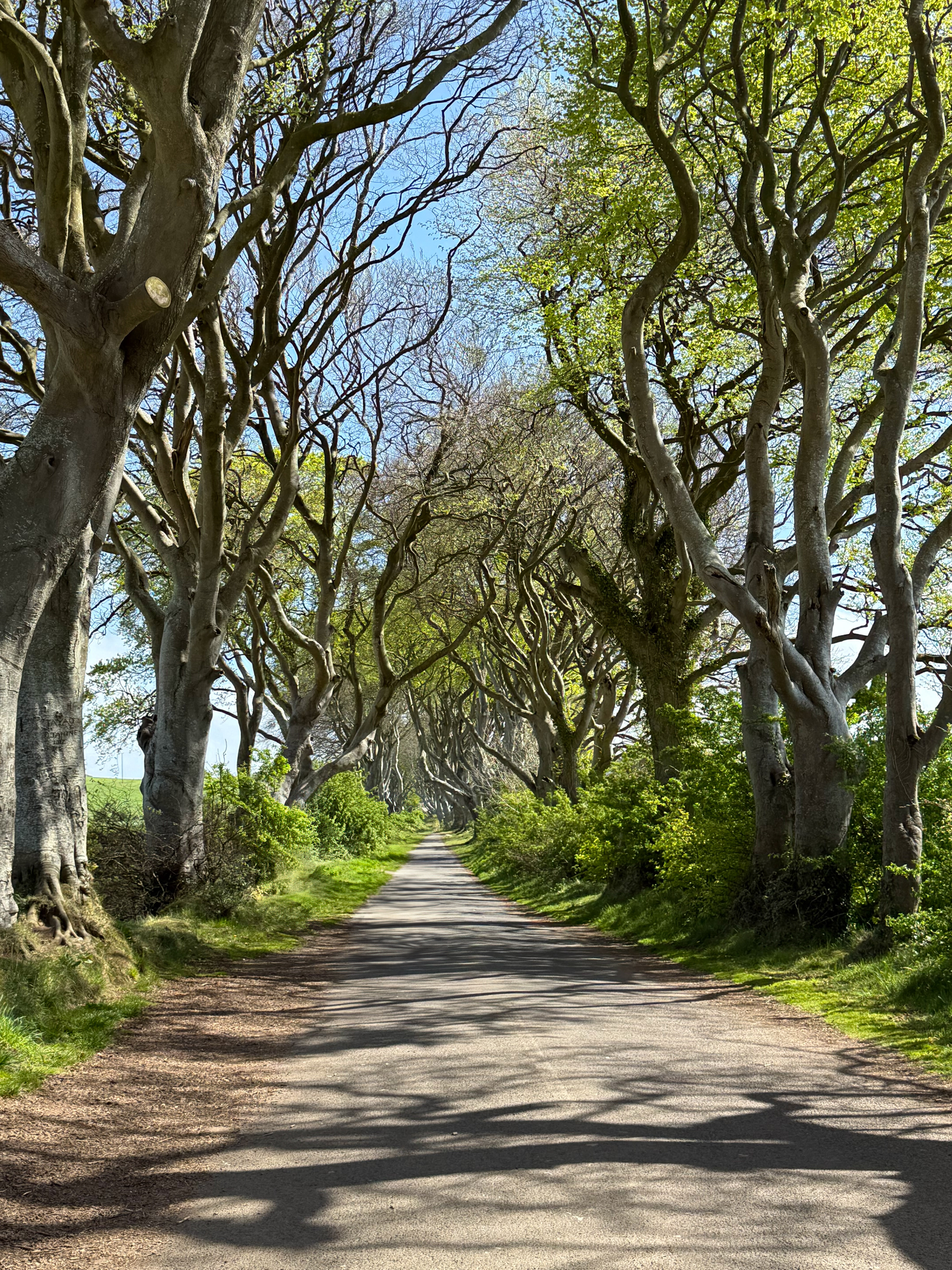 The Dark Hedges