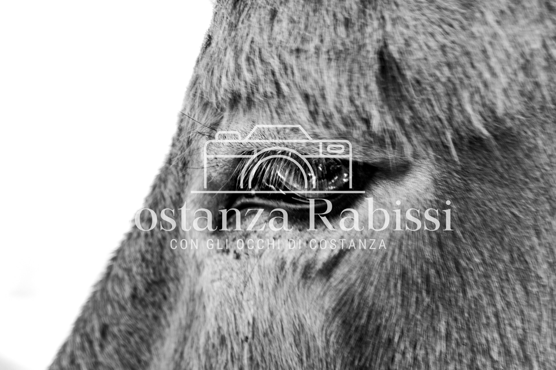 Meeting on the hills - 11