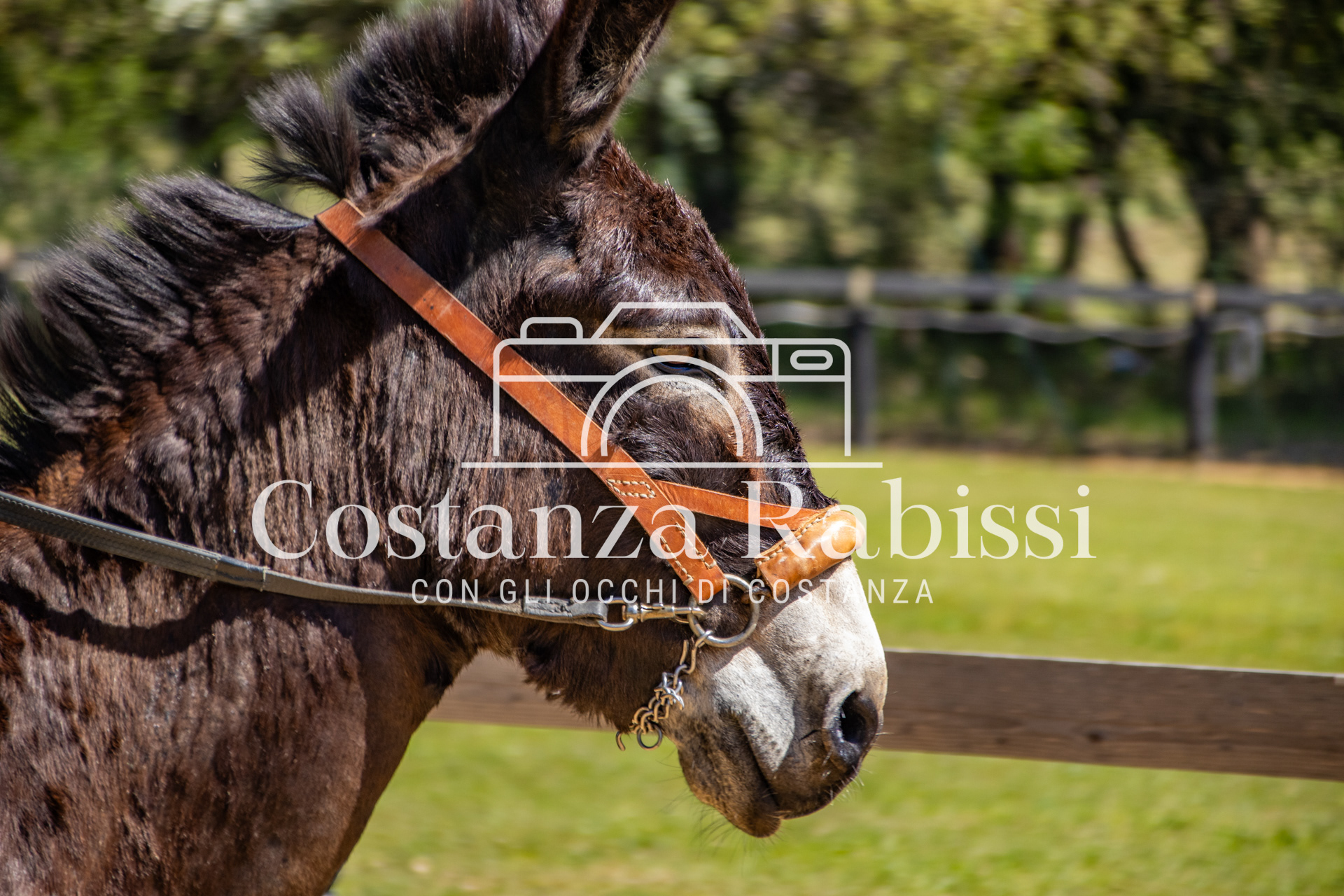 Meeting on the hills - 28