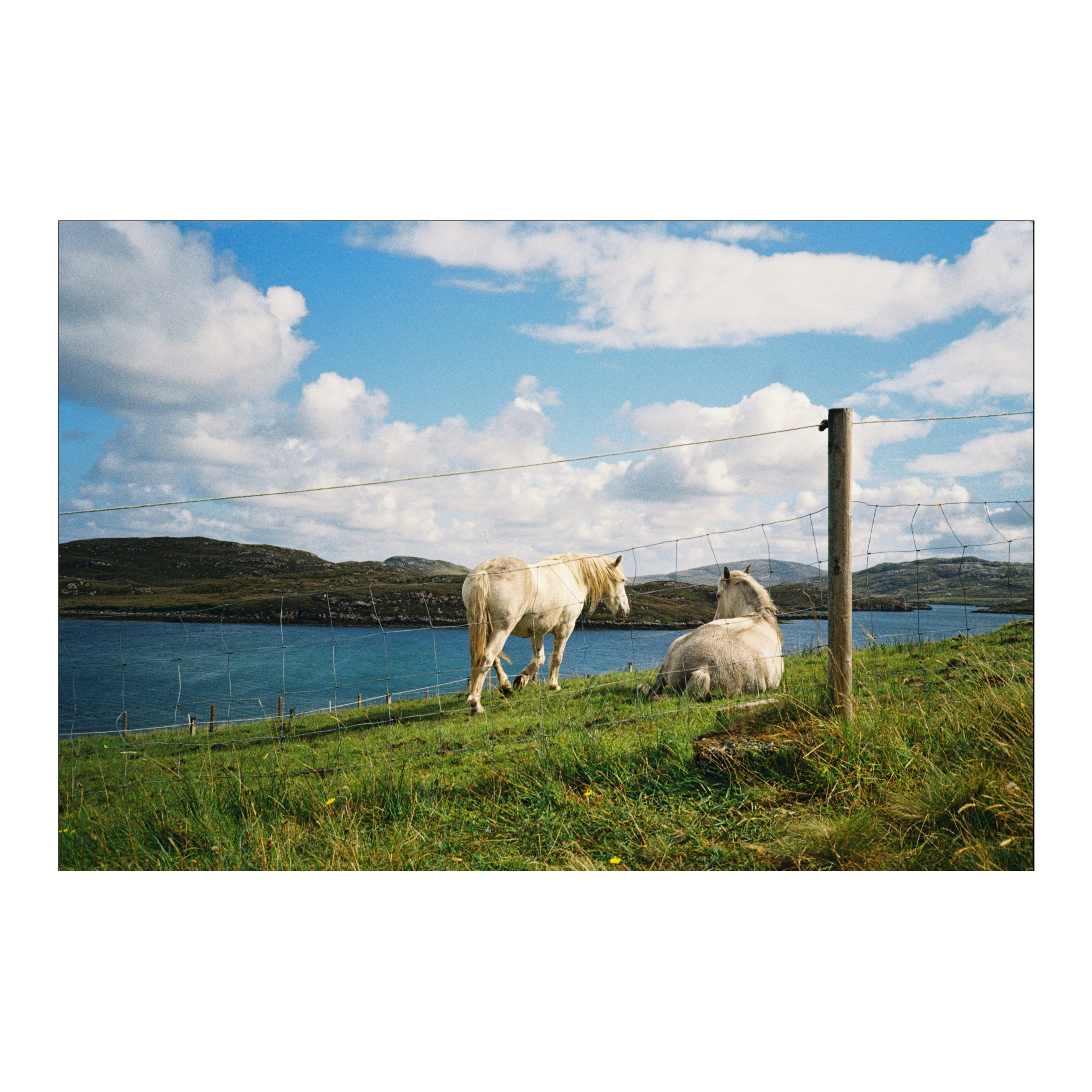 Ponies, Scotland, 2026