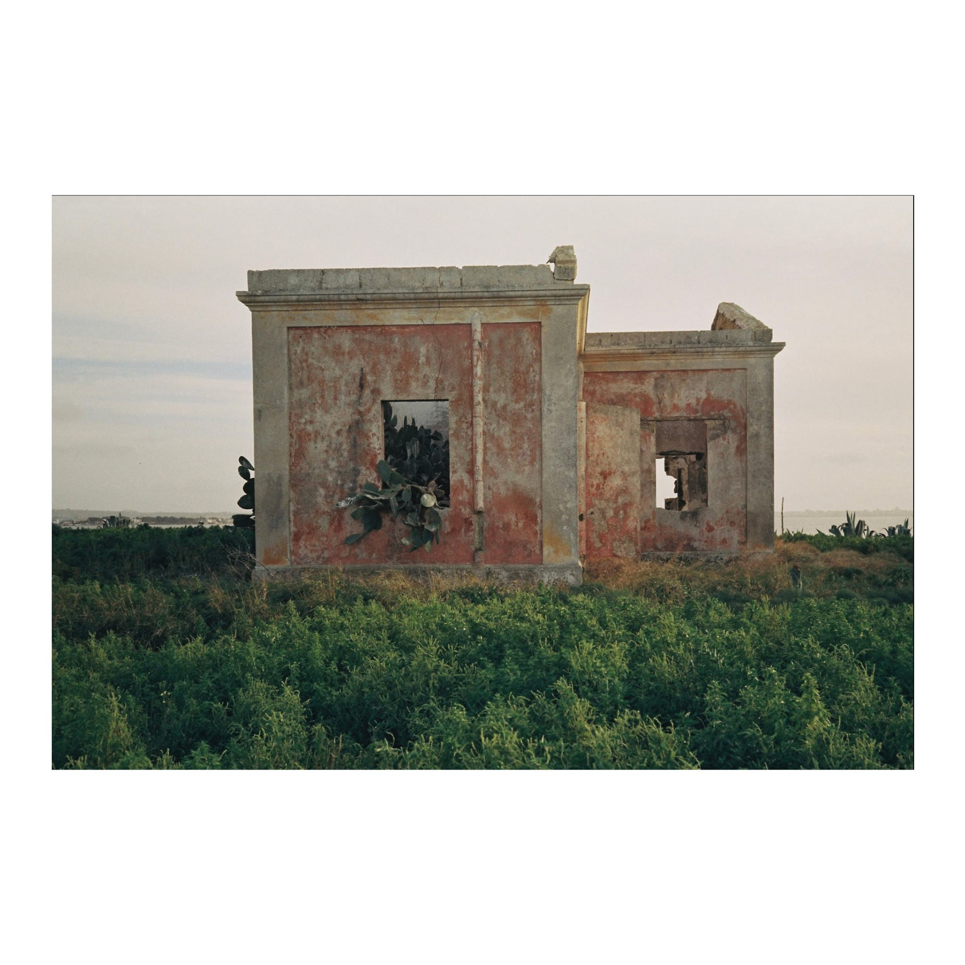 Puking cactus, Portugal, 2022