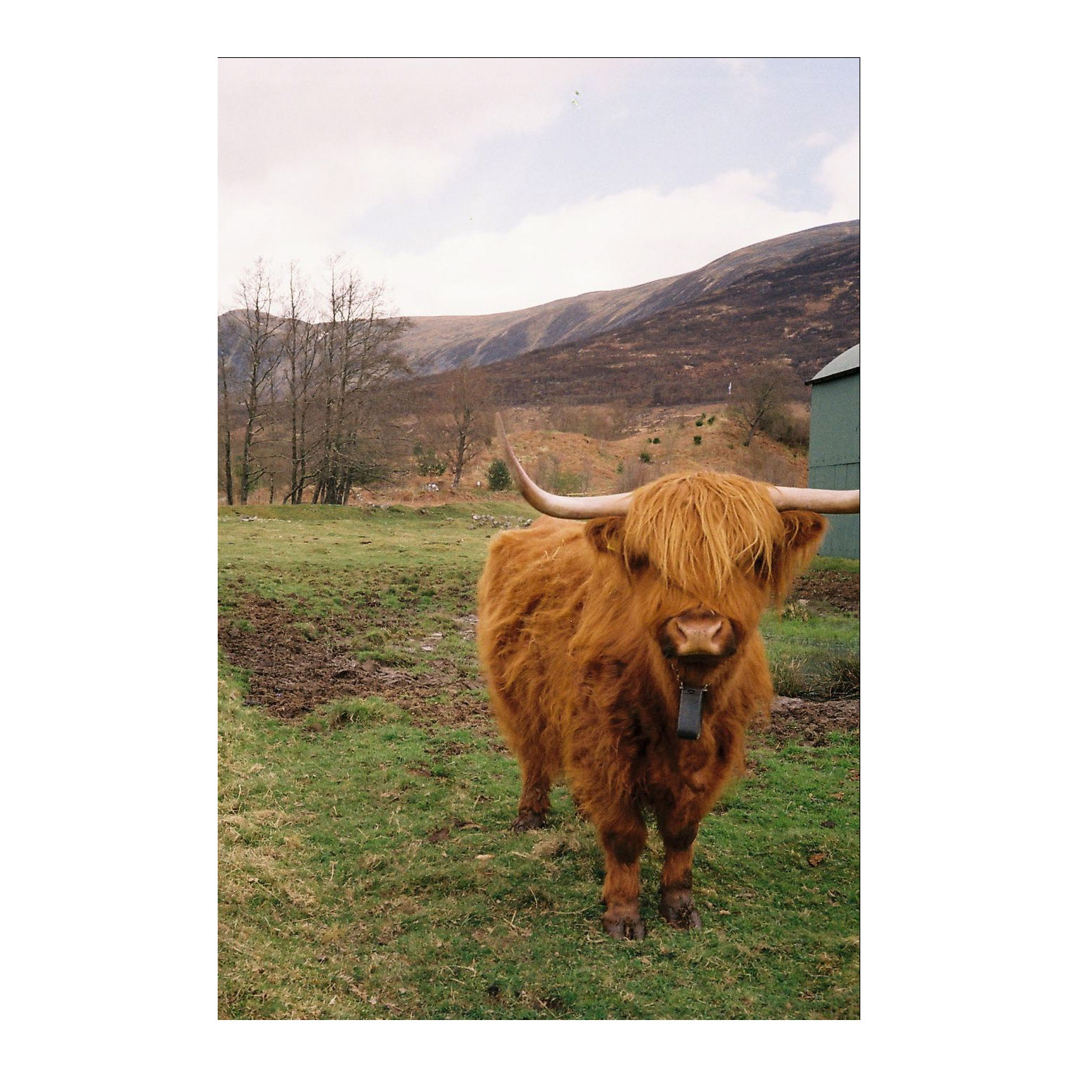Hairy coo, Scotland, 2023