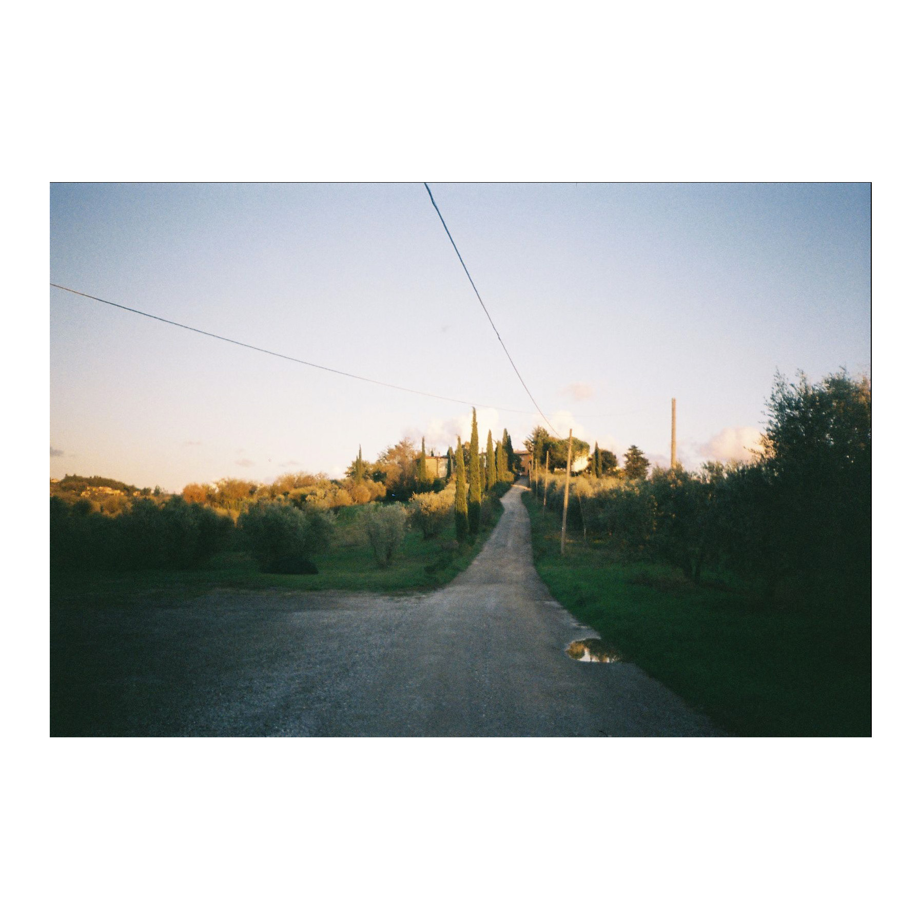 Cupressus, Italia, 2023