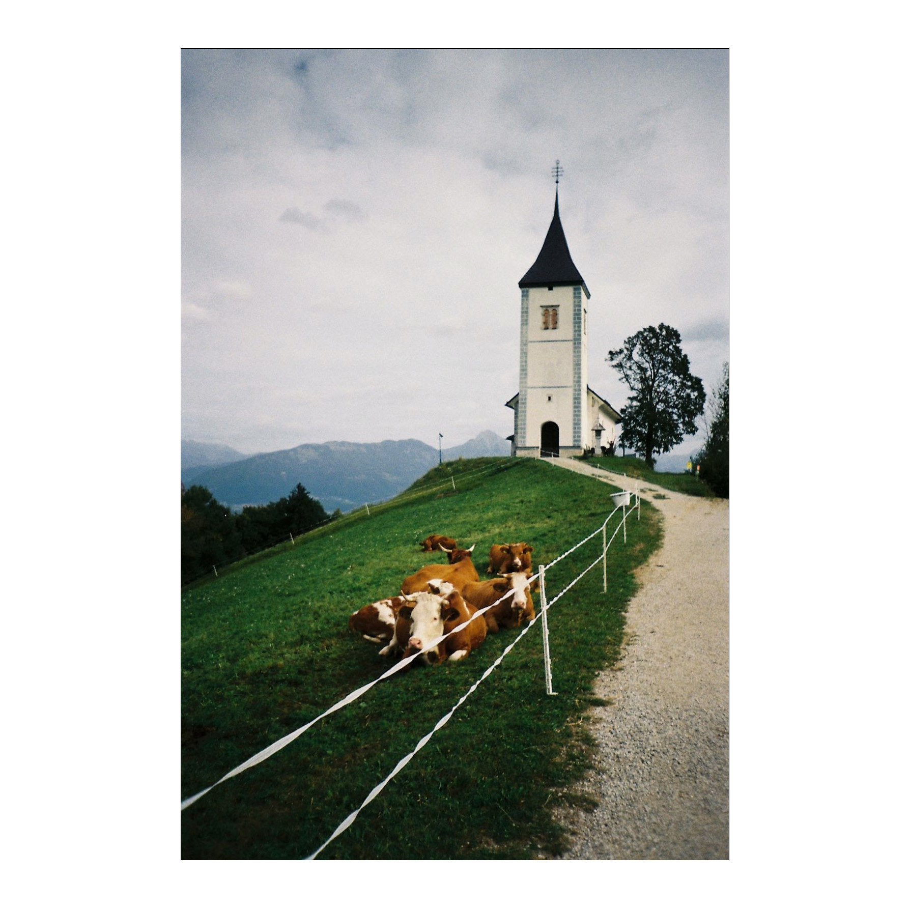 Moo, Slovenia, 2023