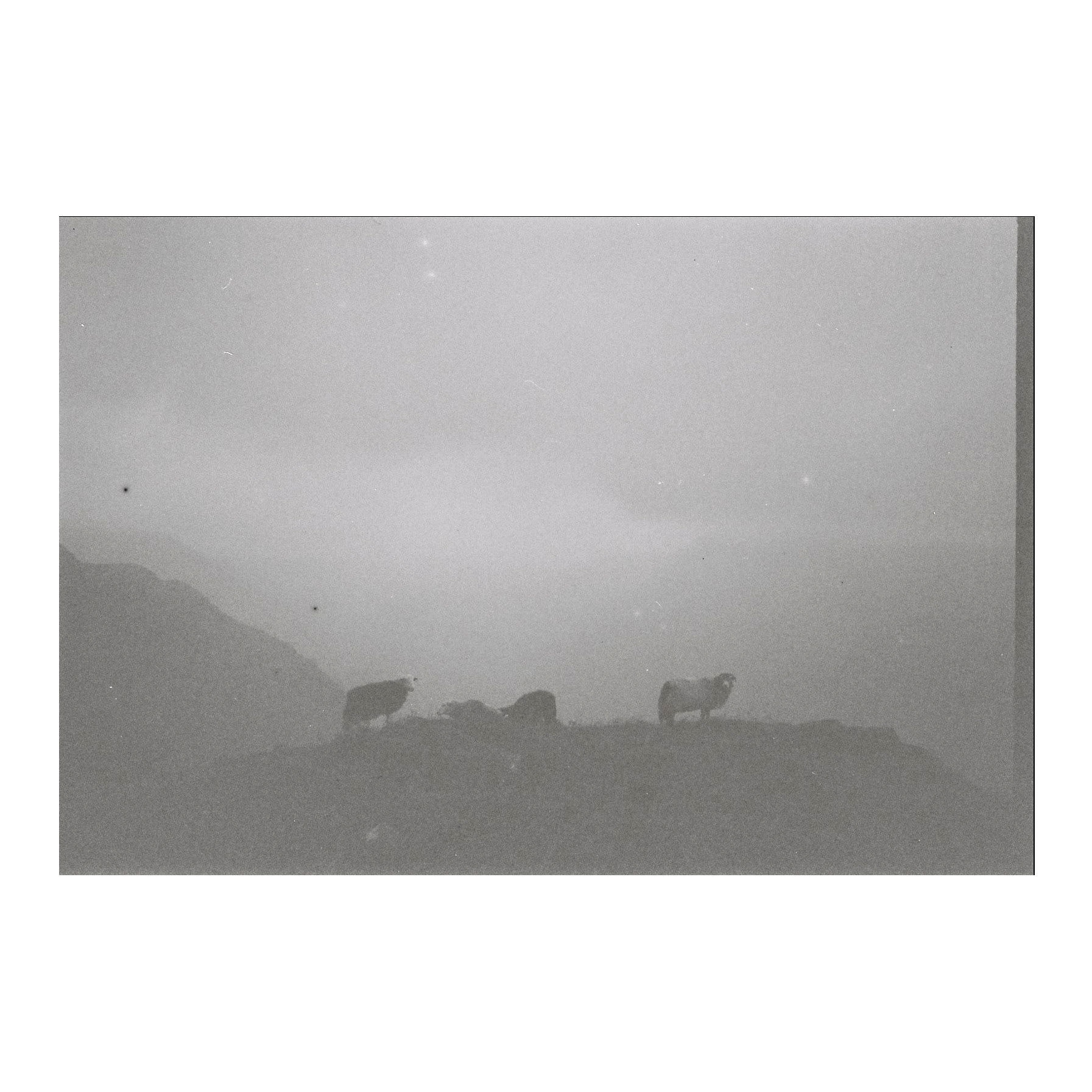 Misty sheep, England, 2023