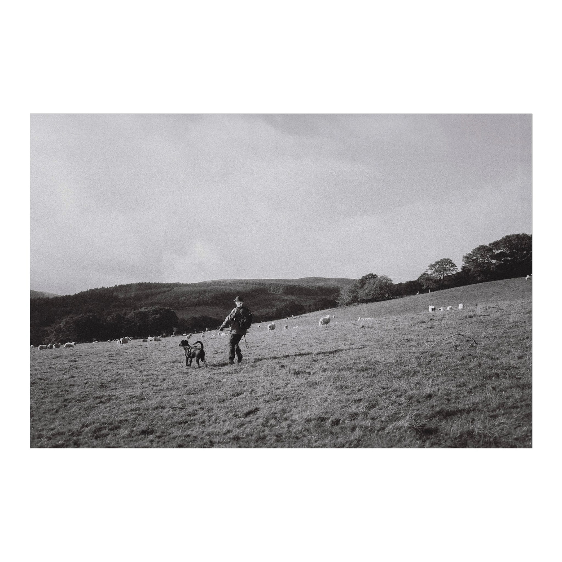 Flock, Wales, 2022