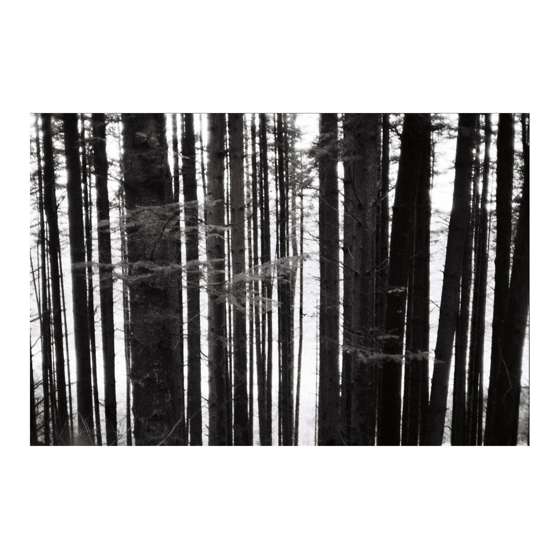 Pencil trees, Wales, 2022