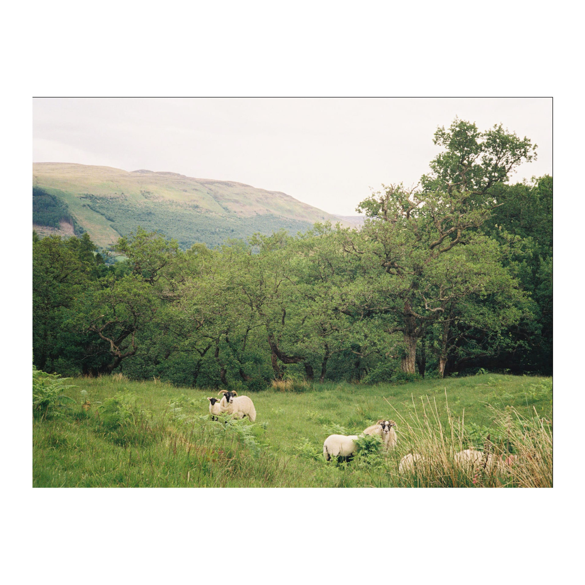 Sheep 2, Scotand, 2025