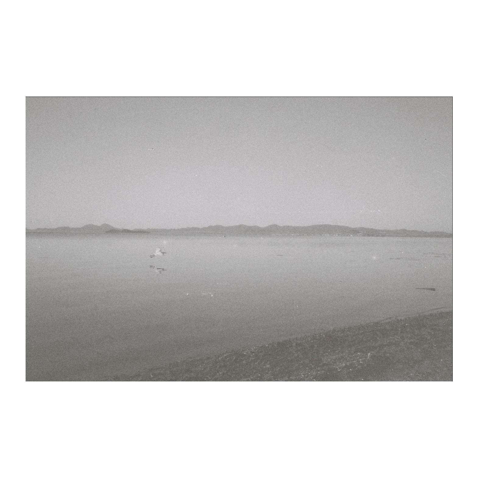 Bird, Spain, 2023