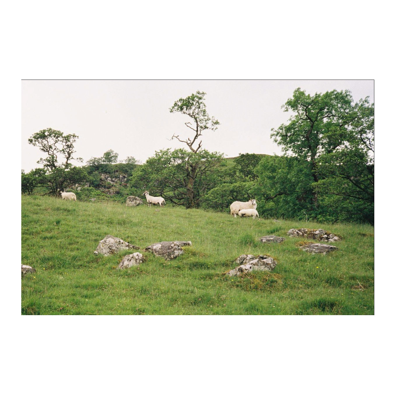 Milk, 2025, Scotland
