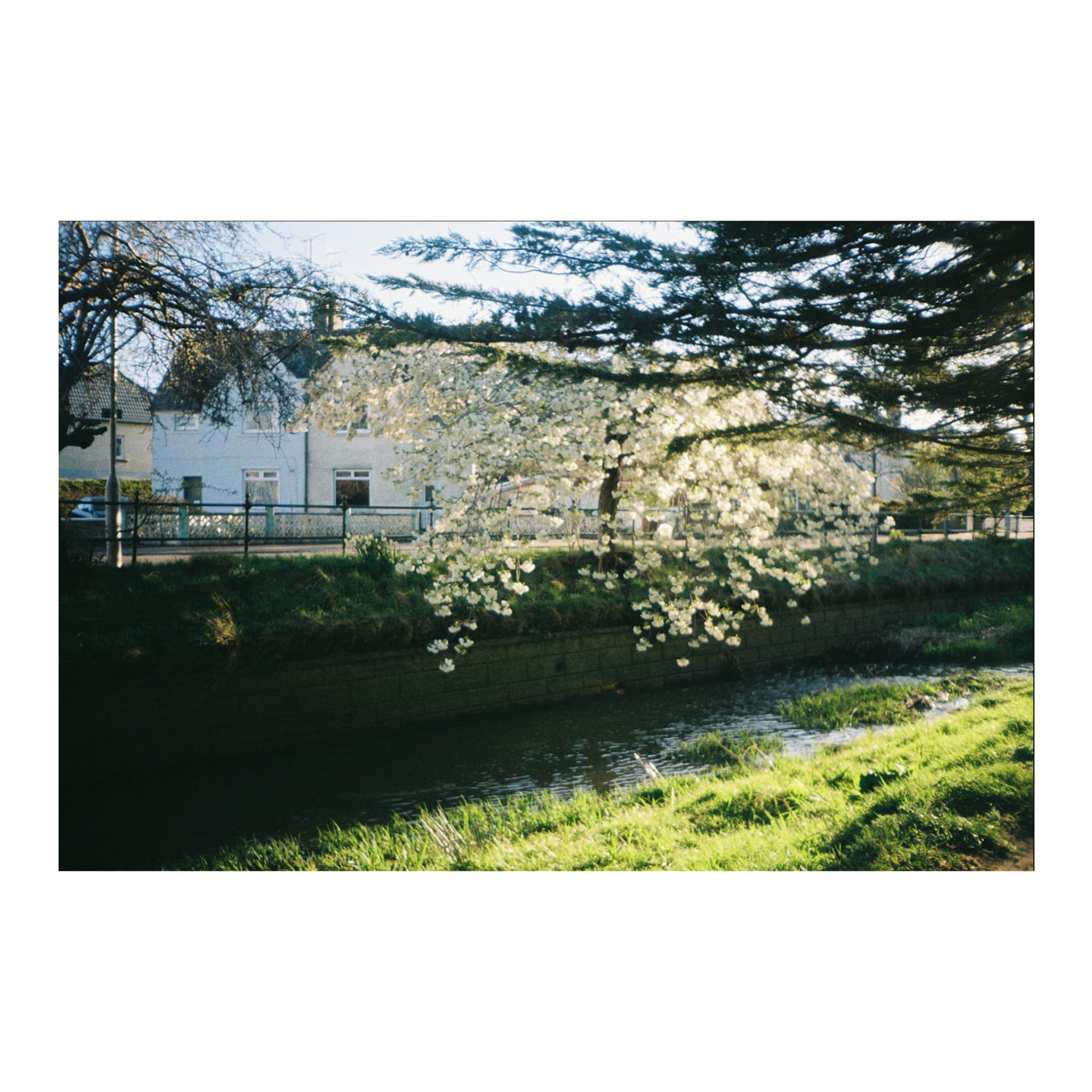 Cherry blossoms, Scotland, 2026