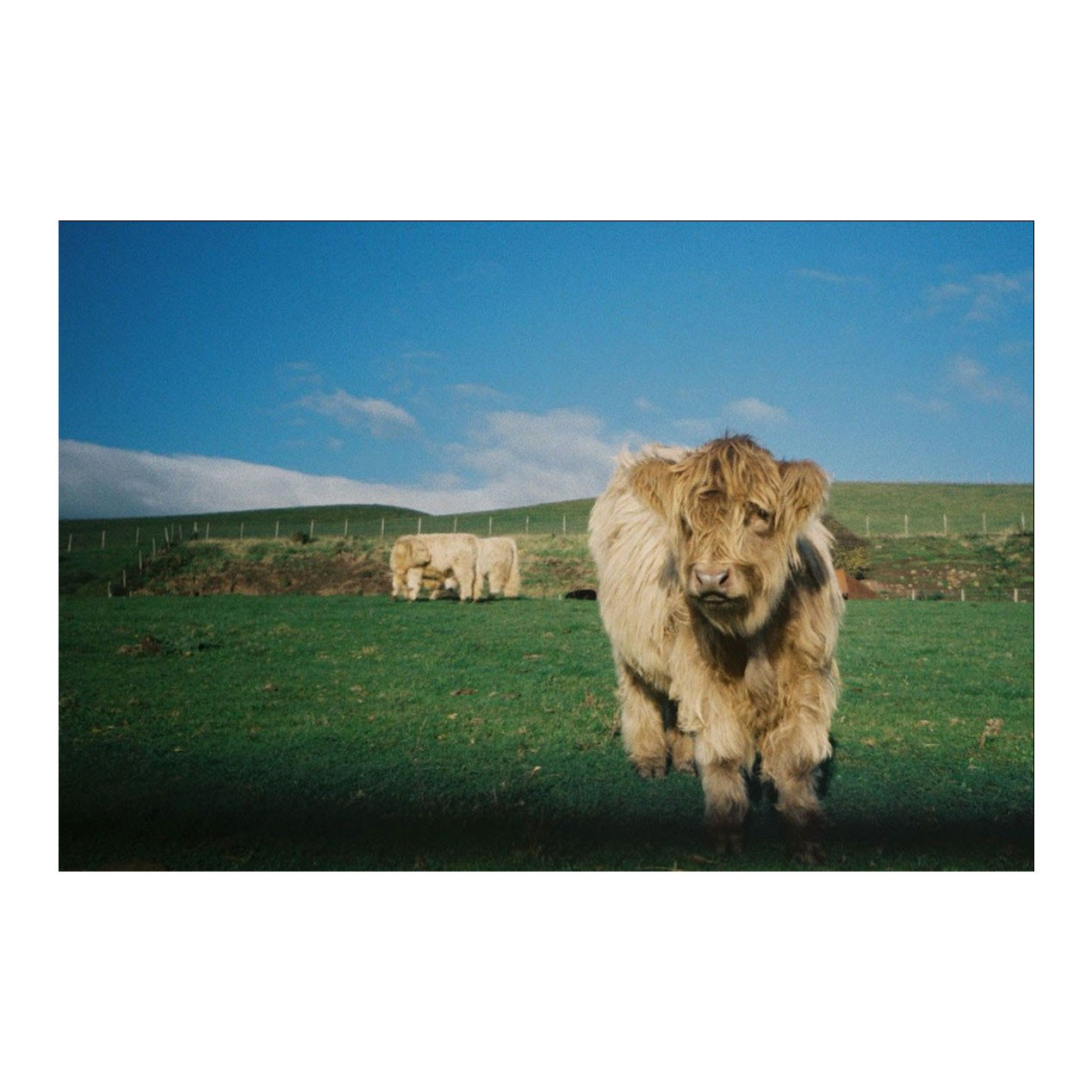 Hairy coo, Scotland, 2026