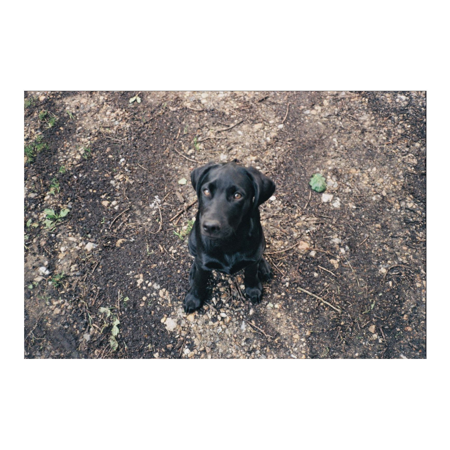 Pooch, ?, 2022