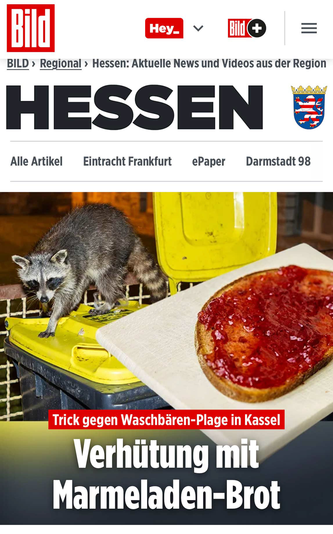 Teaser „Trick gegen Waschbären-Plage in Kassel: Verhütung mit Marmeladen-Brot!”; BILD.de; 05. August 2025; Fotos und Recherche