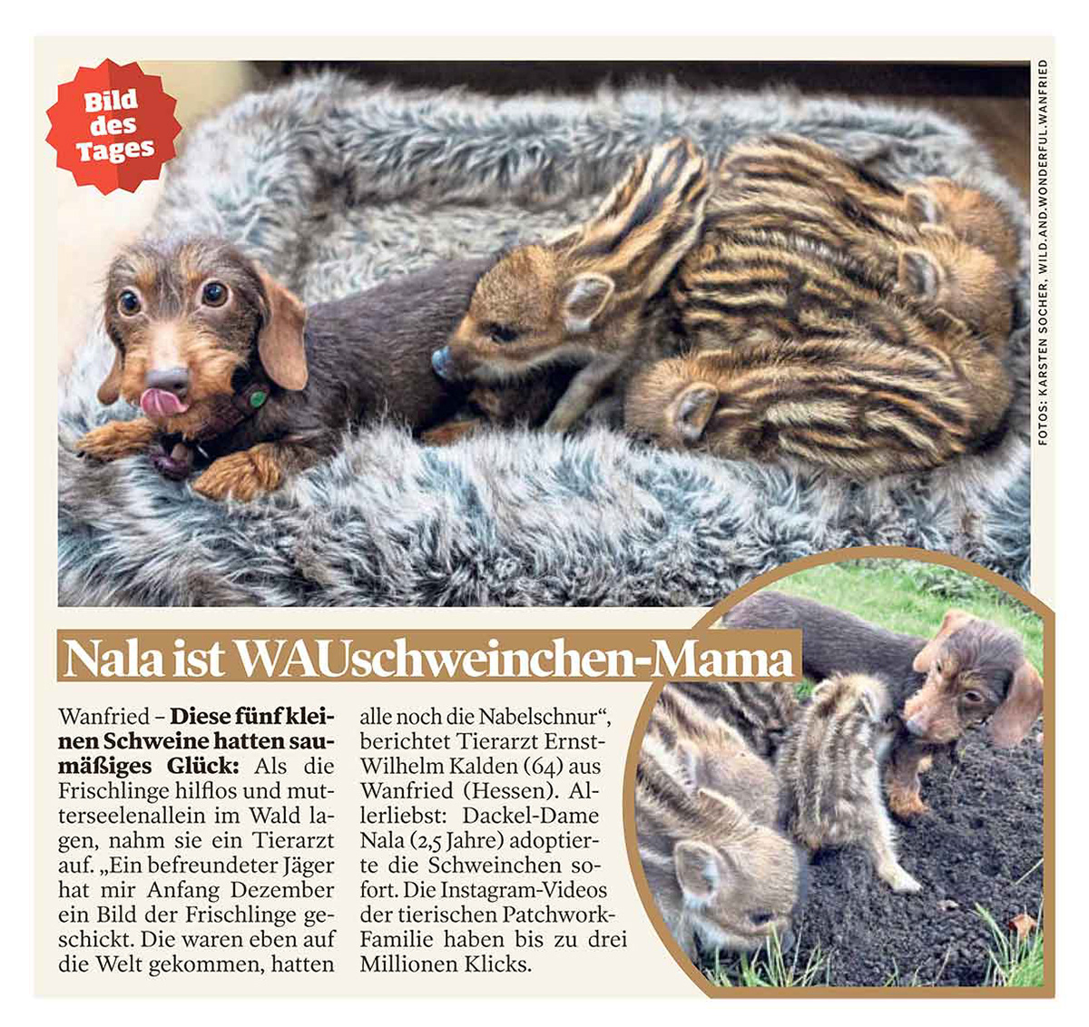 „Nala ist WAUschweinchen-Mama”; „Bild des Tages” BILD Bundesausgabe; 23. Dezember 2025; Fotos, Film und Recherche