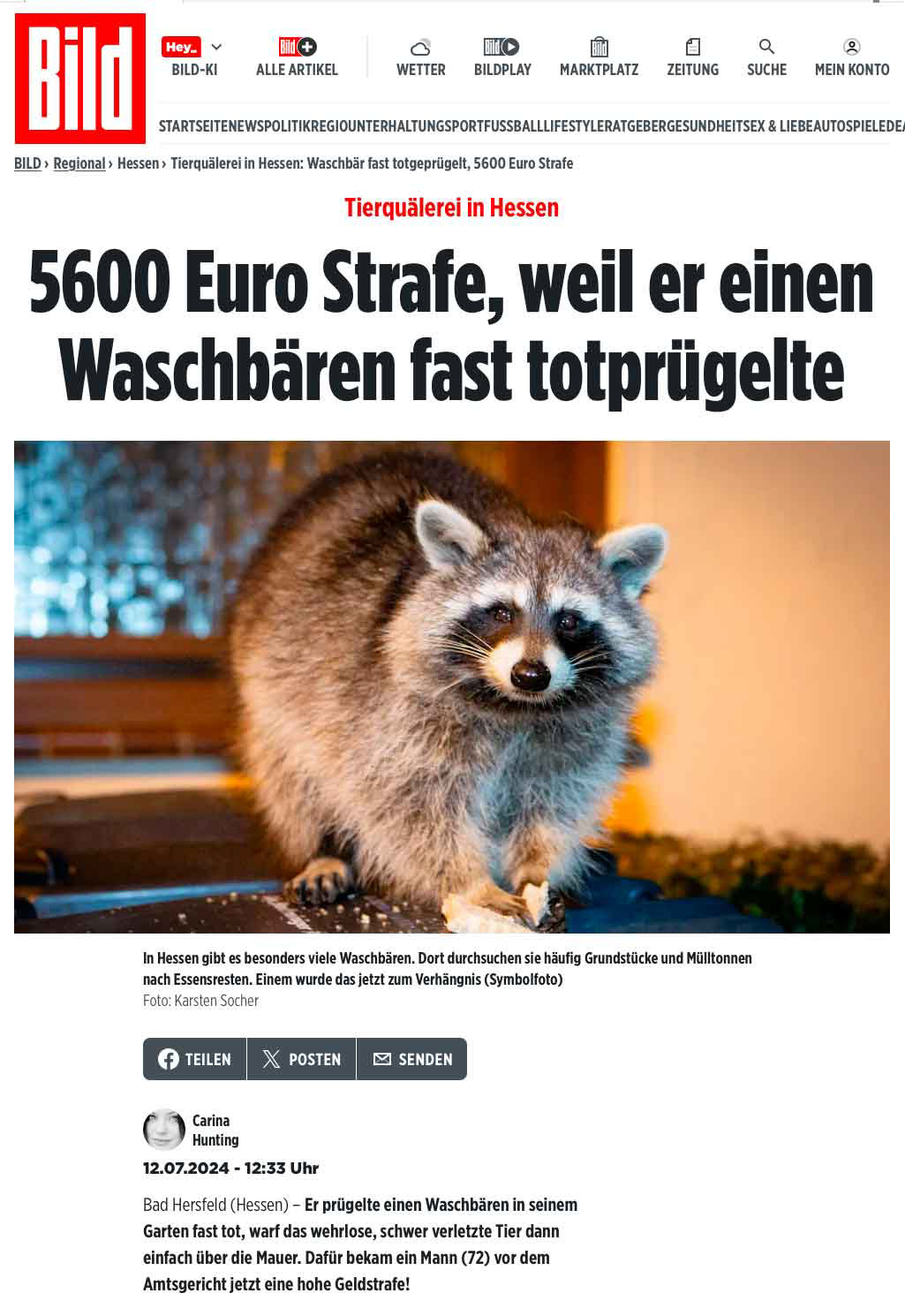 „5600 Euro Strafe, weil er einen Waschbären fast totprügelte”; BILD.de; 12. Juli 2024; Foto
