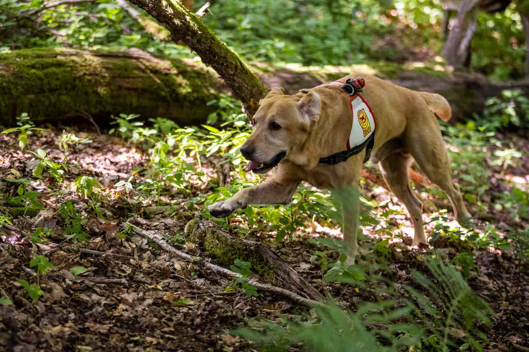 Rettungshund Bruni (5, Labrador) vom ASB Bergedorf/Rothenburgsort sucht im Wald nach verletzten Personen.