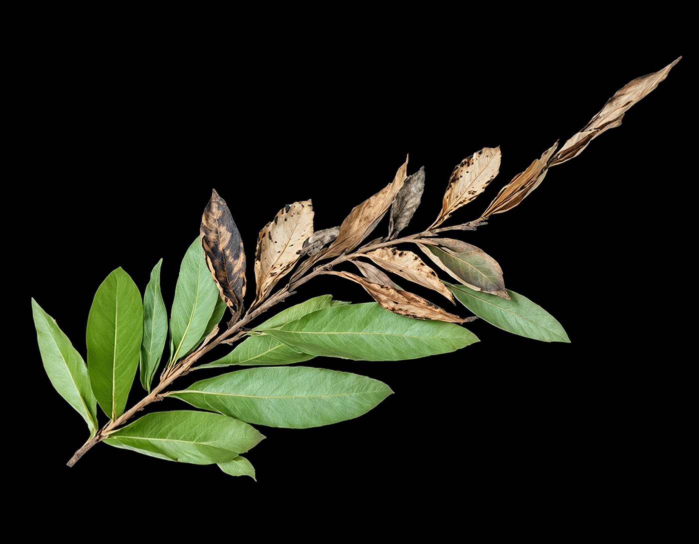 Olive leaf as a symbol for Cyprus 50 years after the Turkish invasion, political visual communication