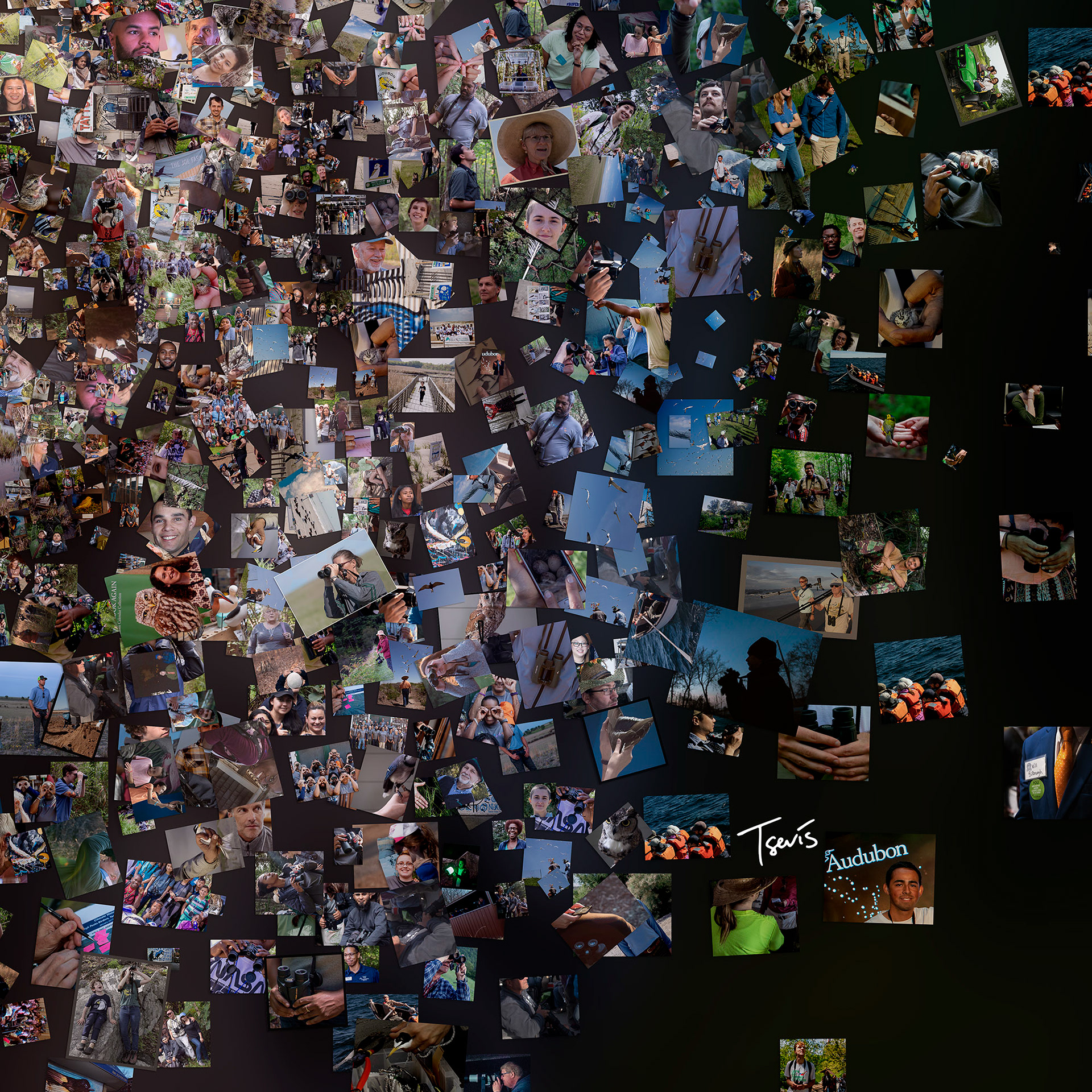 Bird mosaic from images, editorial art for global media