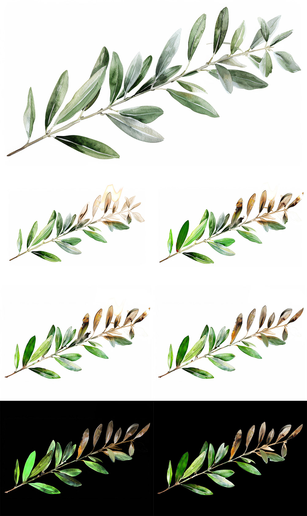 Symbolic olive leaf artwork for Cyprus's 50th anniversary of the 1974 invasion