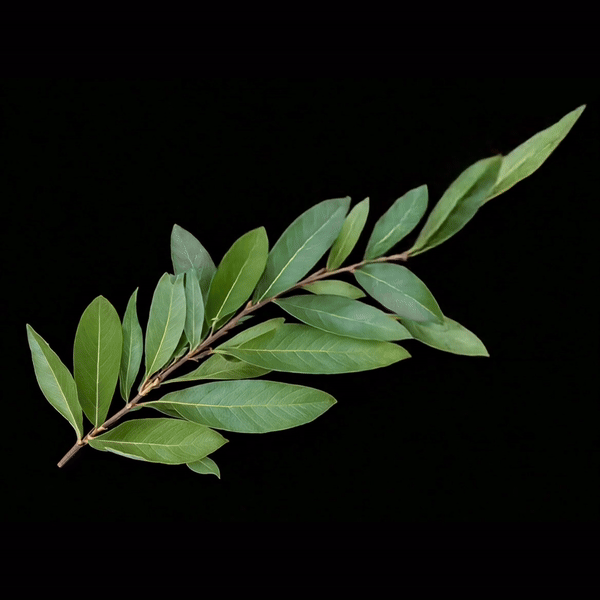 Olive branch in the shape of Cyprus, 50 years since the 1974 Turkish invasion of Cyprus, political visual design